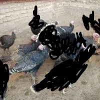 بوقلمون فروشی