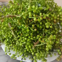 فروش عمده سفیجات دهکده سبز خفر