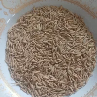 بذر هاشمی درحه یک