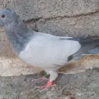 فروش کبوتر سبز ونقره ای بی خط|پرنده|کوهمره, |دیوار