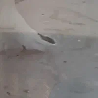 کبوترفراری|پرنده|نمین, |دیوار