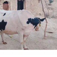 گاو|حیوانات مزرعه|لنده, |دیوار