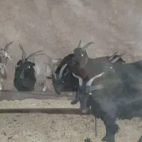 بز داشتی کردی آبستن|حیوانات مزرعه|یزد, |دیوار