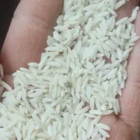 برنج.طارم عطری درجه یک روستا