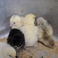 جوجه برهما اصیل