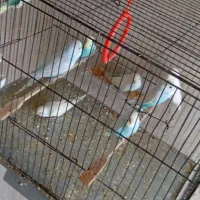 9تا مرغ عشق درجه یک