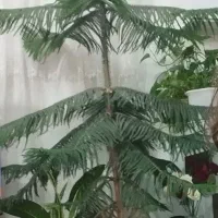 گل کاج مطبق بزرگ