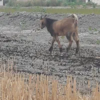 بره ماده و بزغاله نر