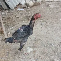 مرغ لاری طوس