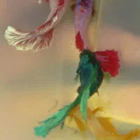 ماهی فایتر ماده سایز درشت