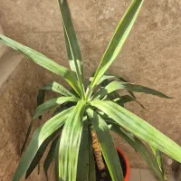 یوکا|گل و گیاه طبیعی|اردبیل, |دیوار