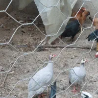 فروش دو عدد سسی طوسی رنگ|پرنده|پارس‌آباد, |دیوار