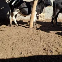 فروش تعداد گوساله وگستر|حیوانات مزرعه|هیرمند, |دیوار