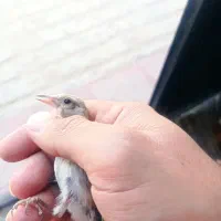 جوجه سهره های دورگ فیروزکوه.
