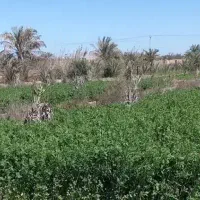 یونجه|لوازم جانبی حیوانات|آبادان, |دیوار