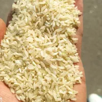 برنج کامفیروزی نو|خوردنی و آشامیدنی|مرودشت, بهارستان|دیوار