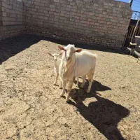 فروش چپش یه ساله سانن اصل|حیوانات مزرعه|بروجن, |دیوار