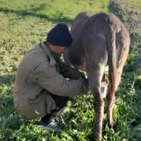 شیرالاغ|حیوانات مزرعه|اصفهان, مارچین|دیوار