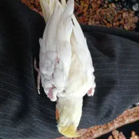 سلام  عروس  هلندی