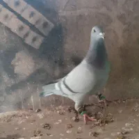 کبوتر پلاکی|پرنده|اصفهان, شهید رجایی|دیوار