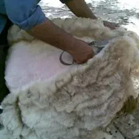 پشم  گوسفند