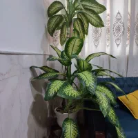 گل دیفن باخیا زیبا سر حال ماشاالله به فروش میرسد