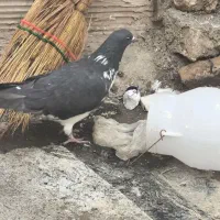 غریب گیری|حیوانات|تهران, استقلال|دیوار