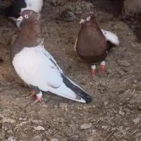 کفتر یک جفت سینه سرخ فروشی