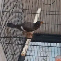 مینا  جوجه ۴ماهه