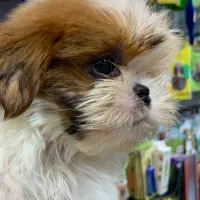 شیتزو سوپر فلت|سگ|رشت, لاکانی|دیوار