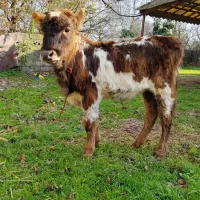 1 راس لیشه اس بدون حرف و حدیث|حیوانات مزرعه|سنگر, |دیوار