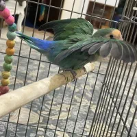 طوطی برزیلی سبز ماده باهوش با لوازم و قفس|پرنده|آفتاب, |دیوار