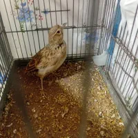 طورقی‌. سالم..۲سله