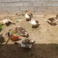 در رامشیر غاز