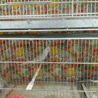 عروس هلندی|پرنده|مشهد, قائم|دیوار