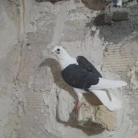 کفترکویتی نر