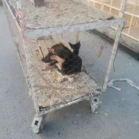 سگ پیدا کردم|حیوانات|گنبد کاووس, |دیوار