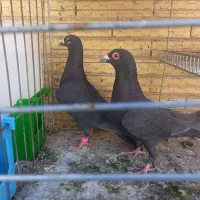 پلاکی زاغ|پرنده|بافق, |دیوار