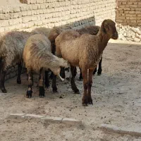 سلام میش