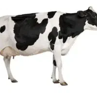 پیدا شدن گاو