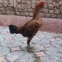 مرغ لاری