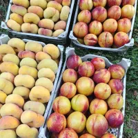 مجموعه کشت و پرورش نهال های خاص و کمیاب