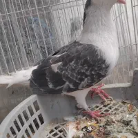 دوعدد کفتر ساده نر مگسی و سرخ|پرنده|مشهد, سیلو|دیوار