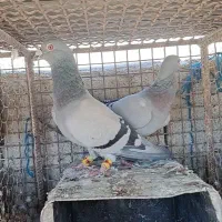 کبوترسبزخودمونی شهری