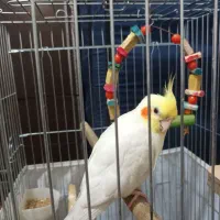 عروس هلندی نر لوتینو با قفس و لوازم جانبی