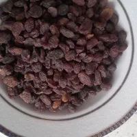 کشمش آفتابی تاکستان