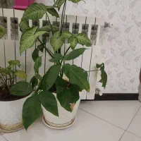 تعدادی گل طبیعی آپارتمانی  تازه  سالم  سرحال فروشی