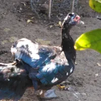 اردکی روسی نر  وزن بالا قیمت مناسب