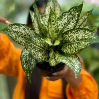 فروش تک و عمده انواع زاموفیلیا پتوس آگلونما