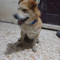 پیداشده